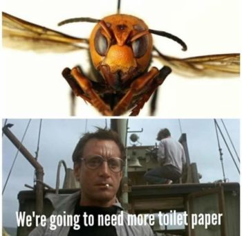 Not So Small, Invasive, And Killing Off Honey Bee’s. The Murder Hornet ...