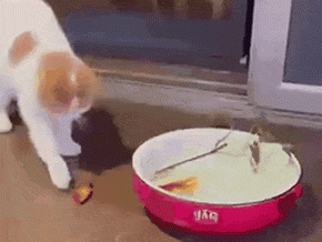 1745960610525.gif