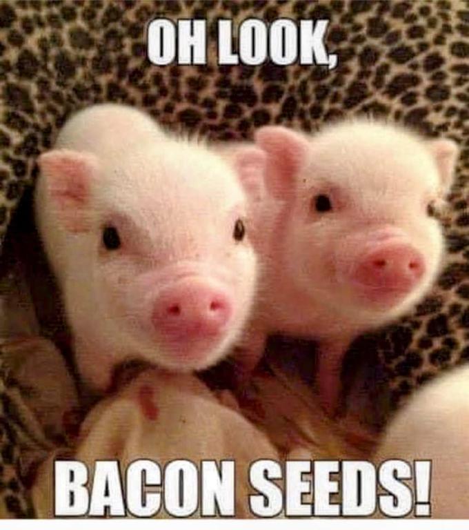 bacon seeds.jpgblue.jpg