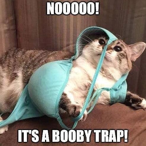 Booby Trap cat.jpg