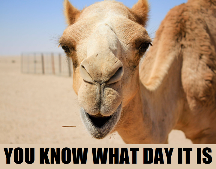 Camel Humpday - You Know What Day.png