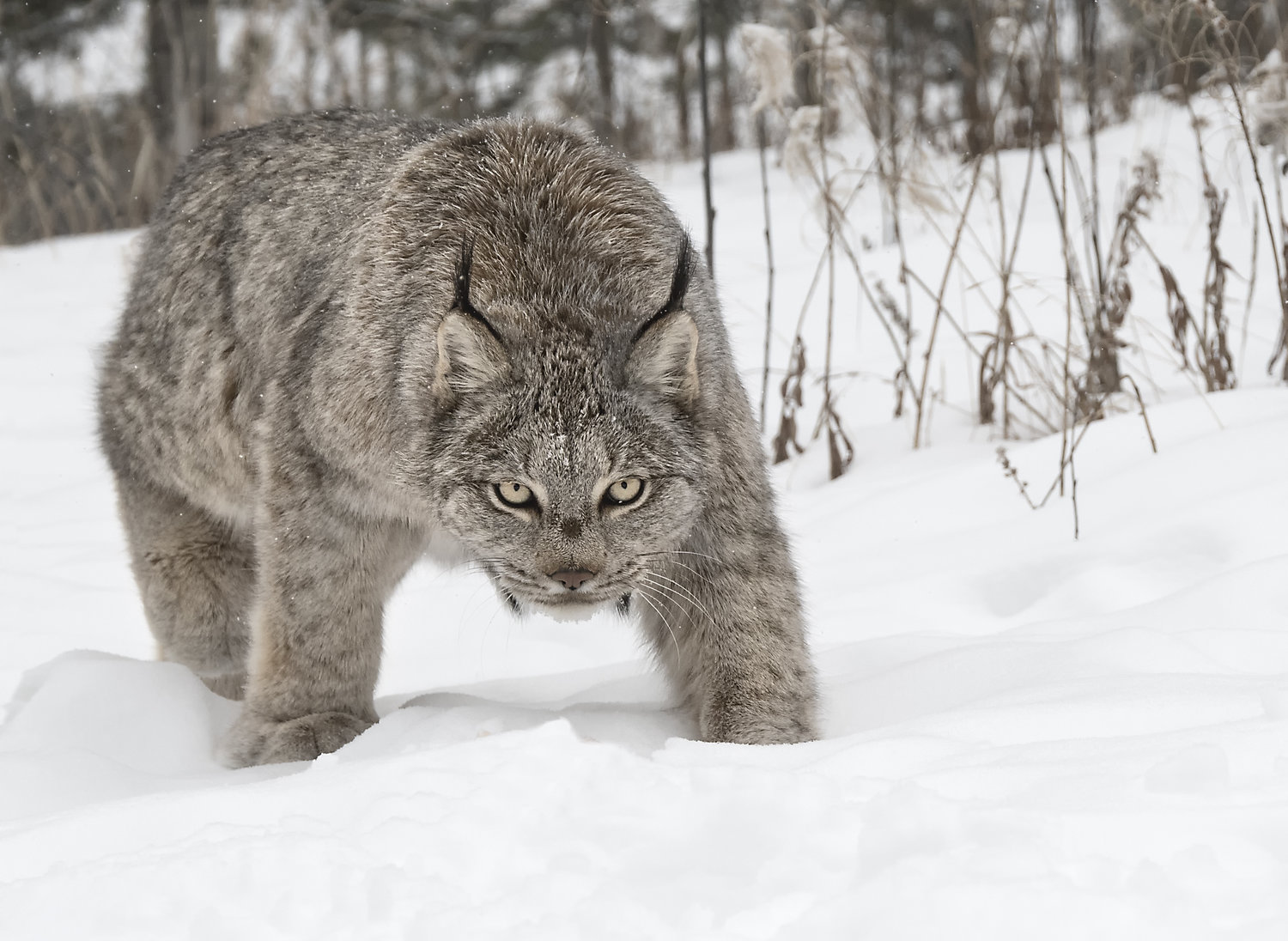 canada+lynx_2[1].jpg