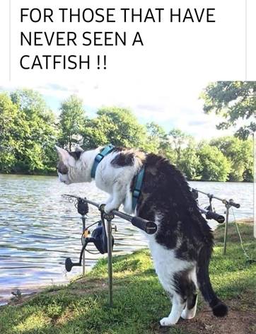 Cat Fish.jpg