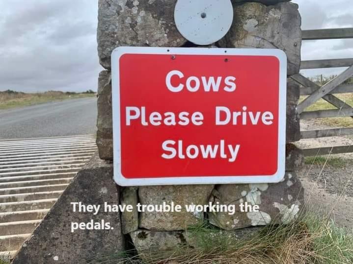 cows drive slow.jpg