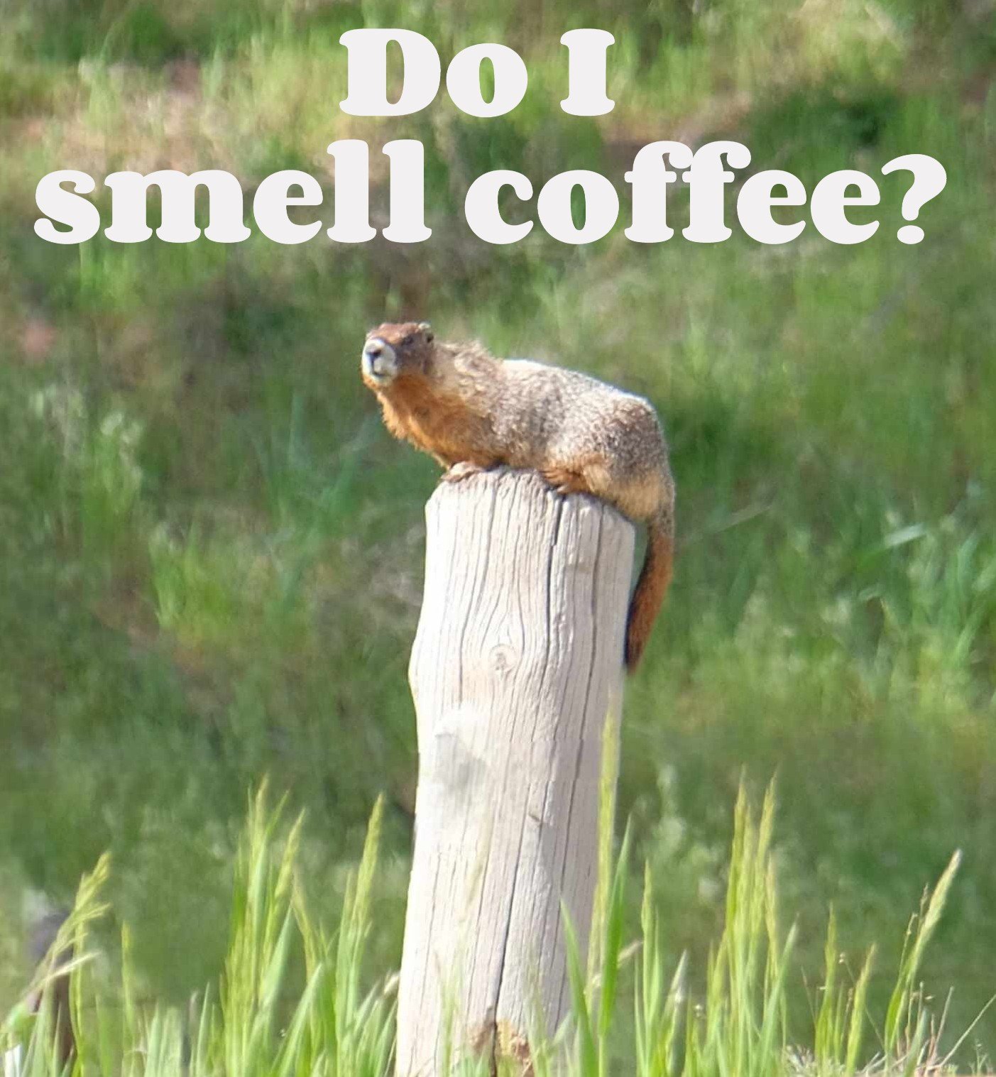 Do I smell coffee.jpgsw.jpg