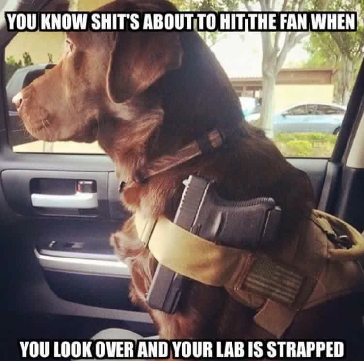 Dog is Strapped - **** About to Get Real.jpg