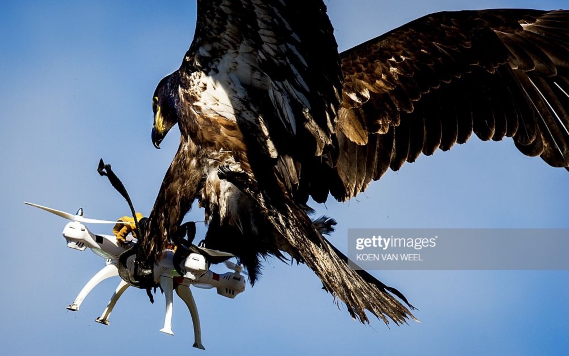 Drone-catching-eagle-photo-goes-viral.jpg