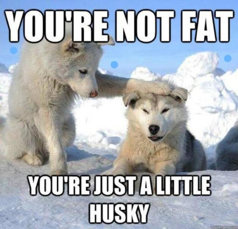 husky.jpg