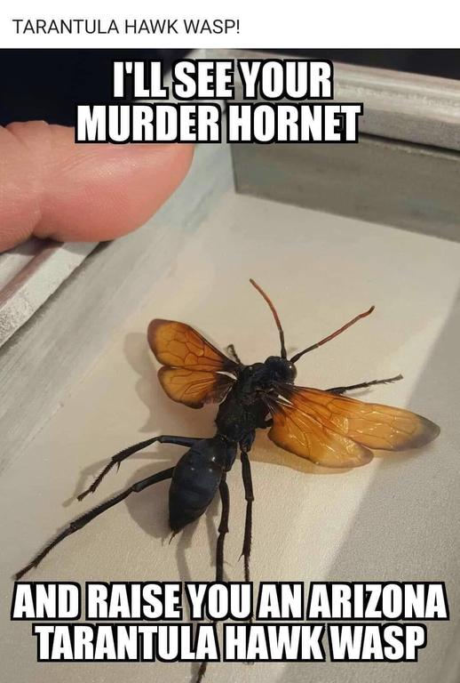 Murder Hornet Arizona Wasp.png