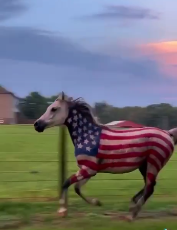 Patriot Horse Flag.png