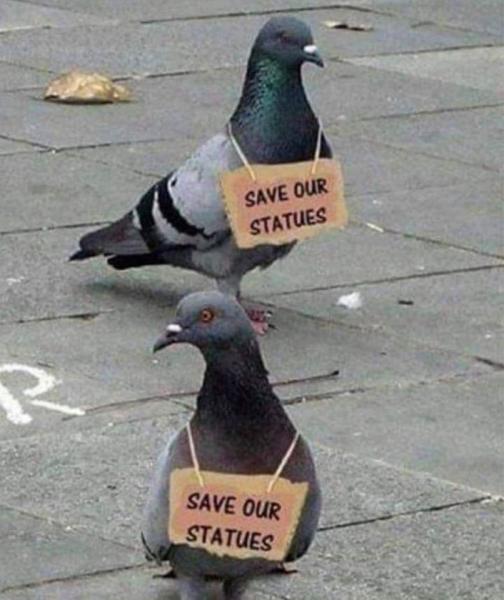 Pigeons.jpg