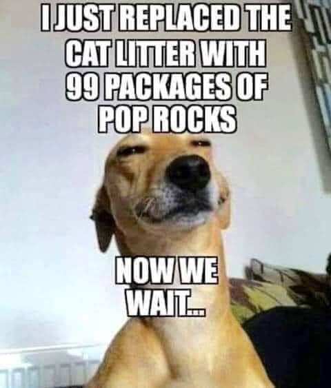 poprockcatlitter.jpg