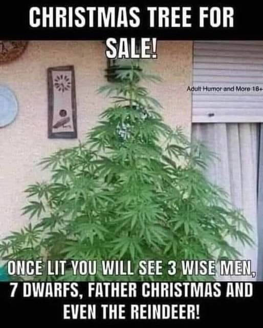 SantaChristmasTreeForSale.jpg