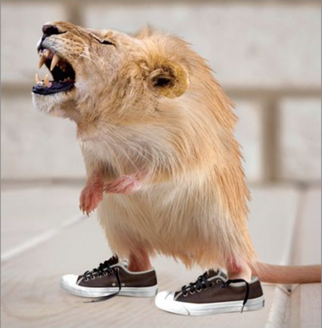 Лев в кроссовках