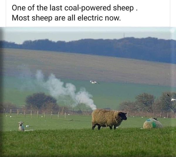 Sheep.jpg