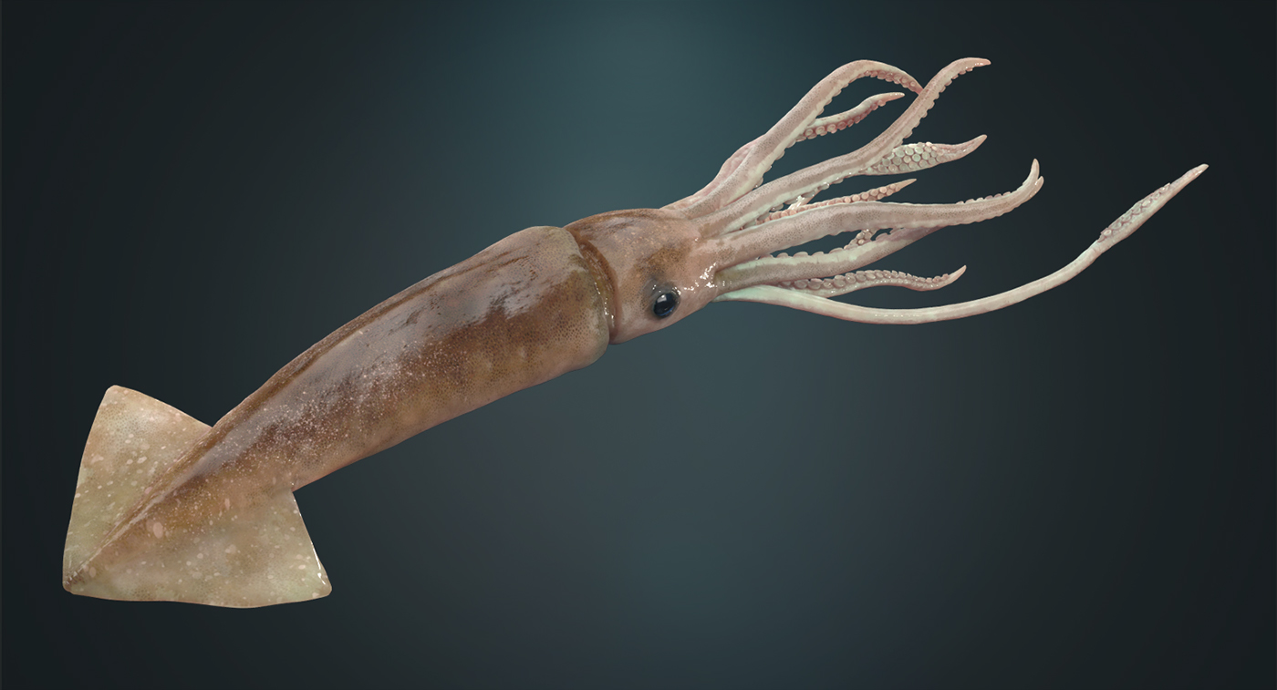 squid.jpg