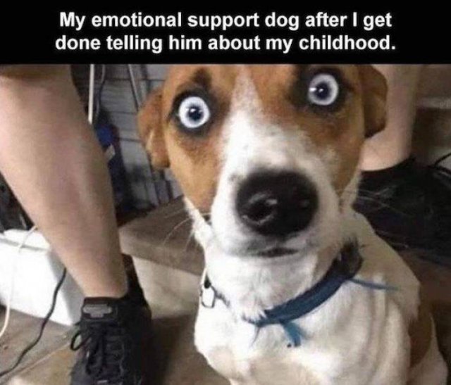 support-dog.jpgsw.jpg