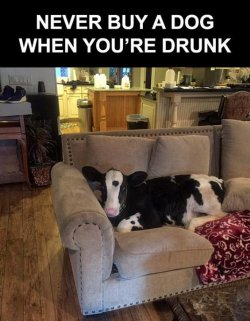 Never-buy-a-dog-when-youre-drunk-565x725.jpg