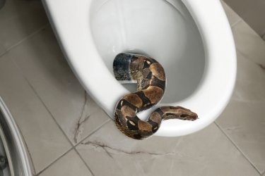 snake-toilet.jpg