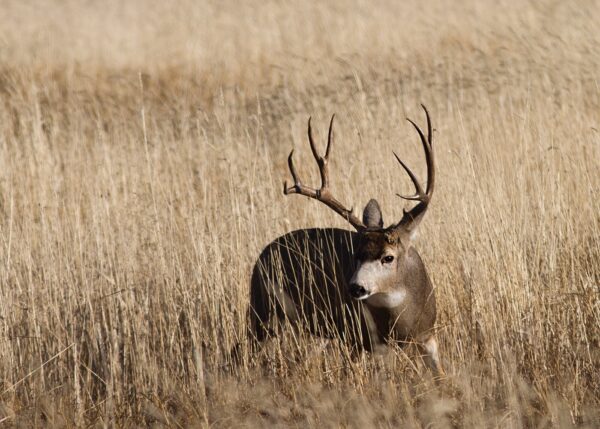 How to Hunt the Wind - The Armory Life