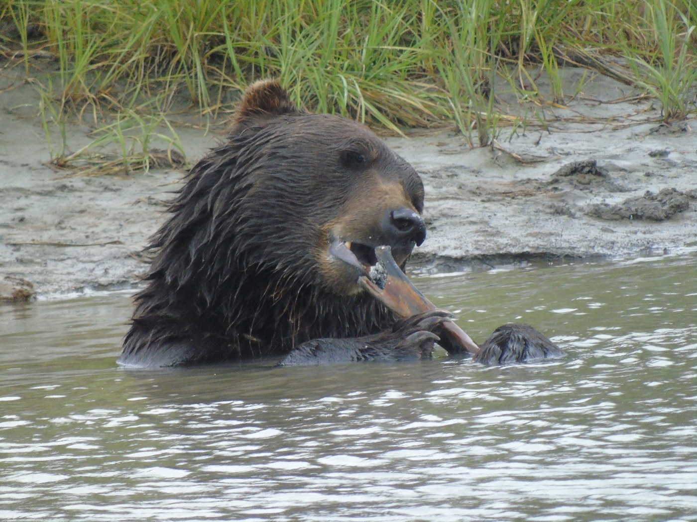 Alaska brown bear eating in a river