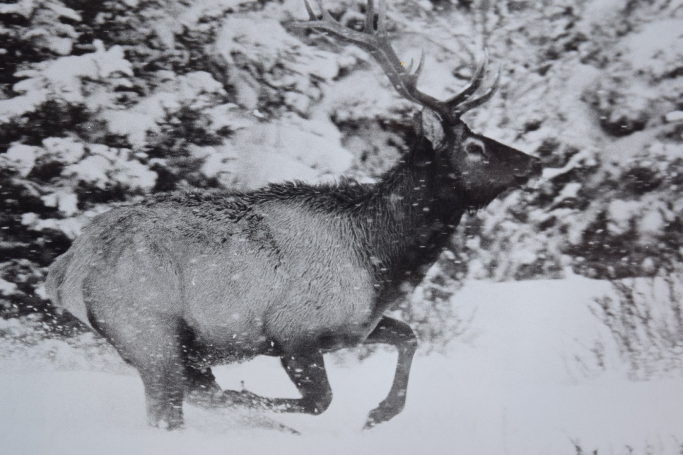 elk running through the snow