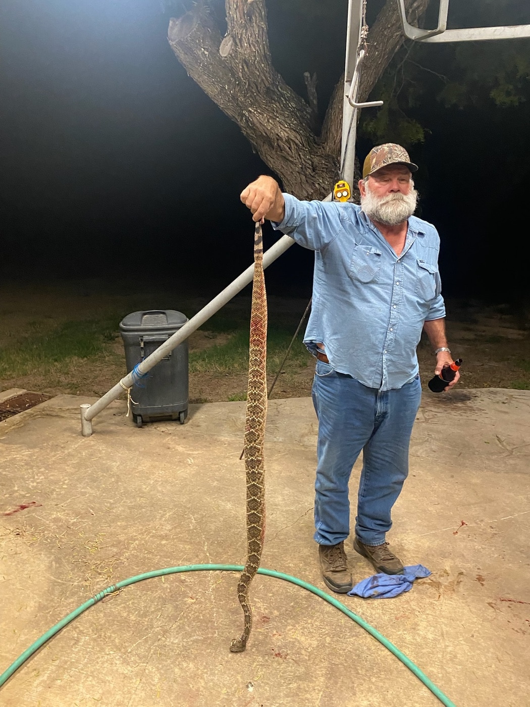 Texas rattlesnake