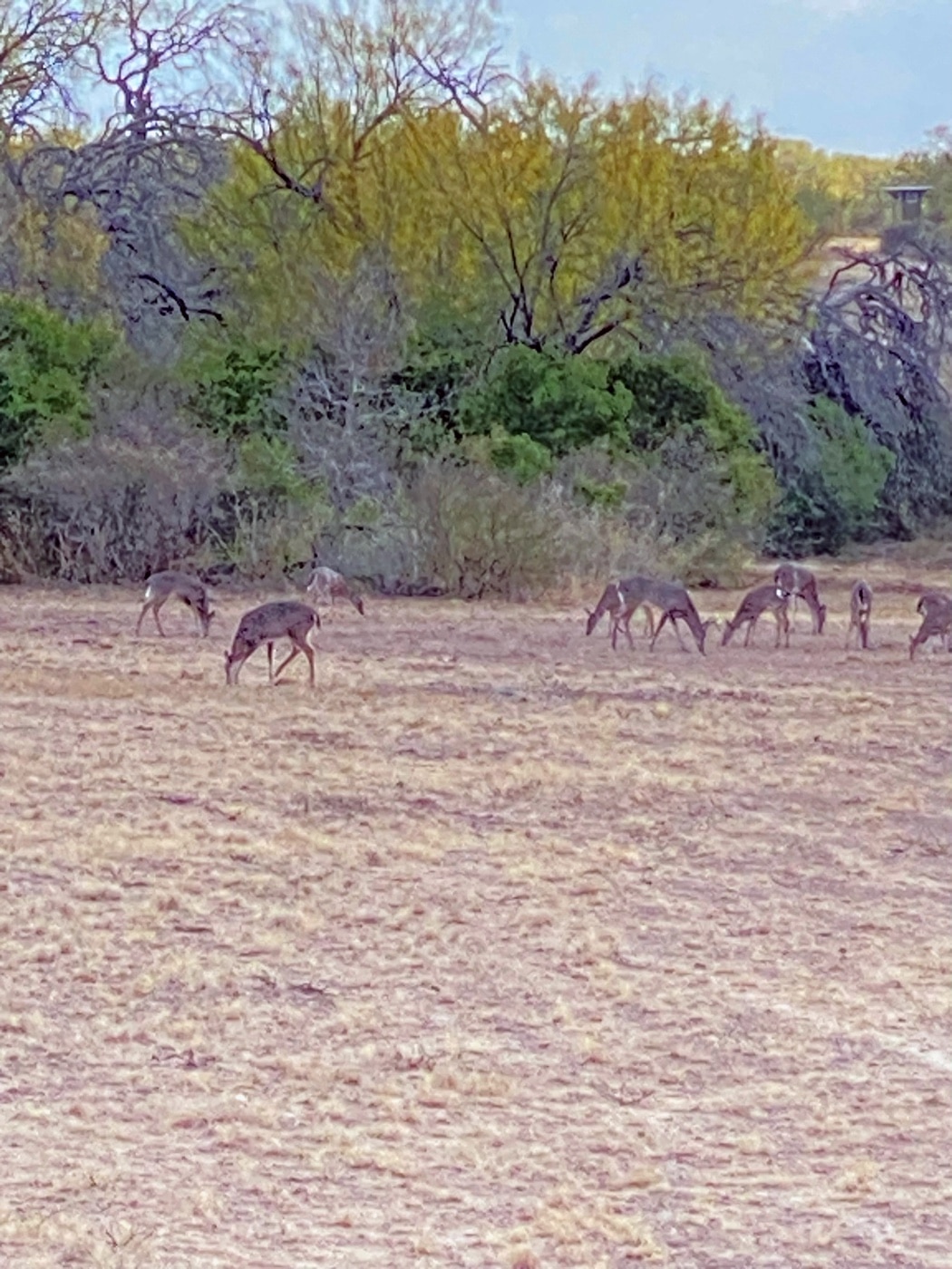 view from the blind