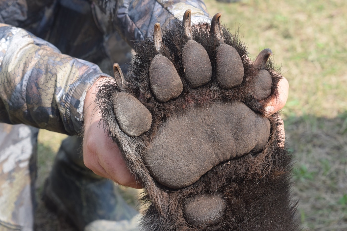 bear paw