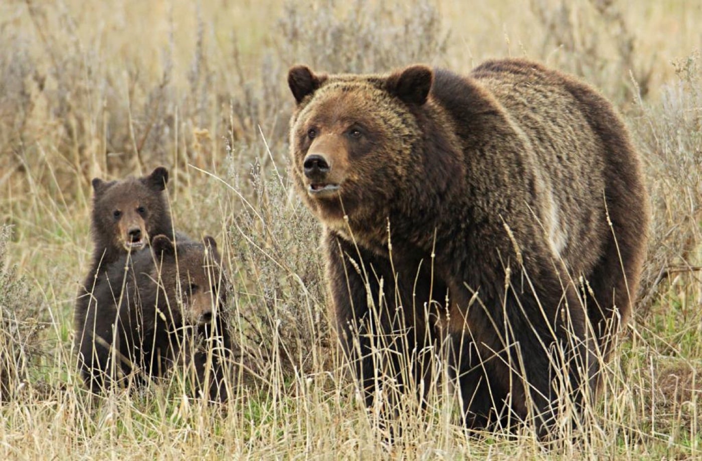 brown bear with cub