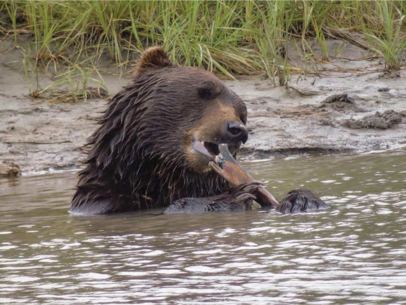 grizzly bear in Alaska